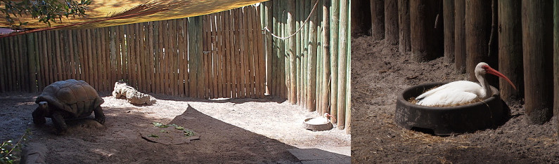 [This is two images spliced together. On the left is a wide view of the tortoise enclosure. It had eight foot high vertical logs as a fence surrounding a dirt area. The huge tortoise is on the left looking at the camera. Against the fence in the right, an ibis is sitting in the tortoise's feed bowl. The image on the right is a close view of the ibis in the feet bowl. It appears to be sitting in hay, but it's hard to tell since its wings basically cover the entire opening. An ibis is a white bird with a long curved orange beak.]